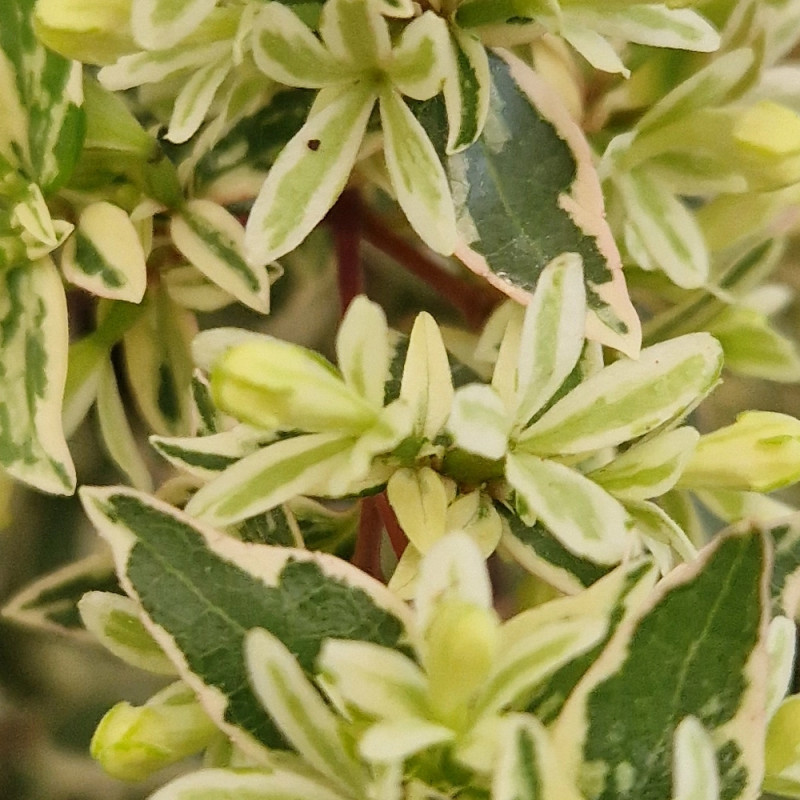 Abelia Sparkling Silver® - SILENCE, ça pousse !, Abélia panachée