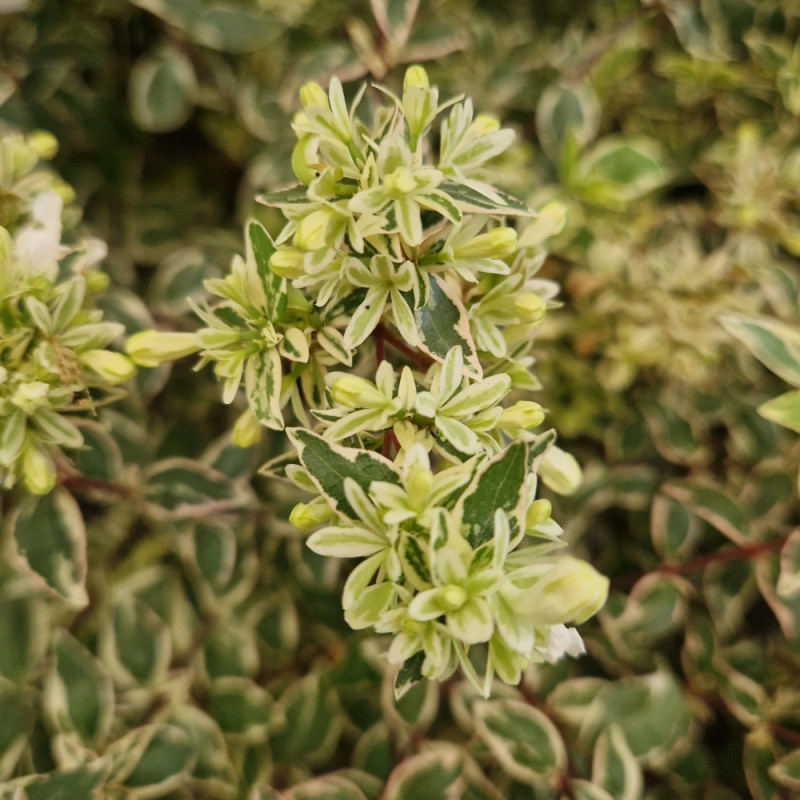 Abelia Sparkling Silver® - SILENCE, ça pousse !, Abélia panachée
