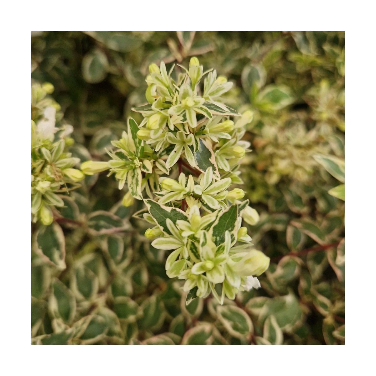 Abelia Sparkling Silver SILENCE ça pousse idéal pour petit jardin