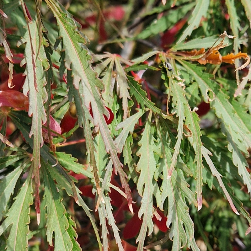 Erable du Japon dissectum Tamukeyama - SILENCE, ça pousse !, Acer palmatum