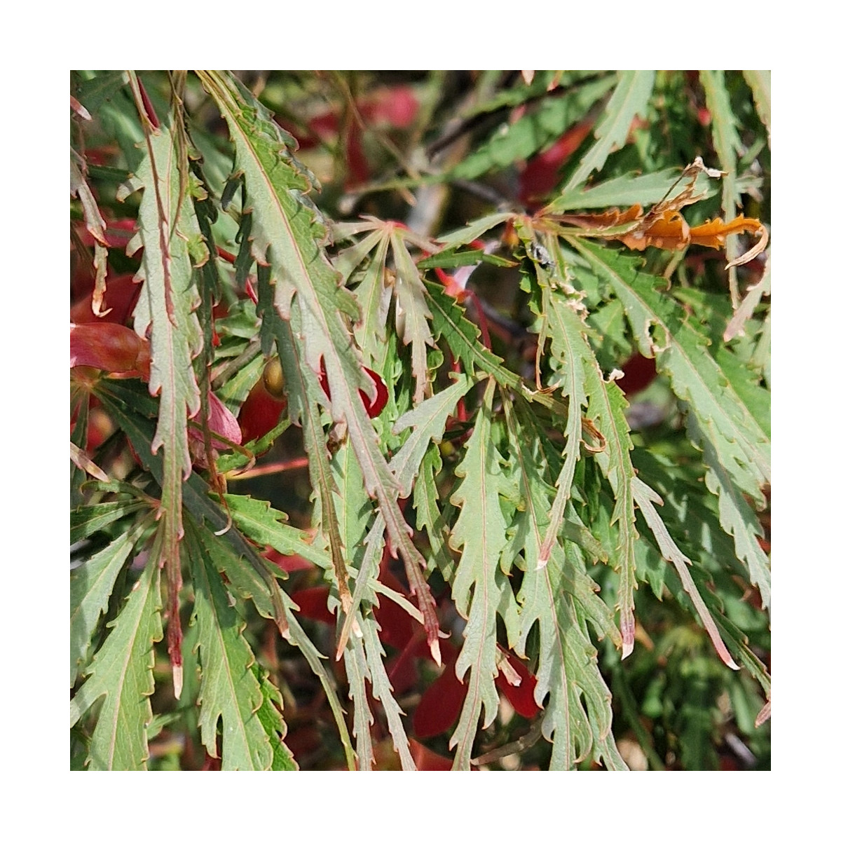 Erable du Japon dissectum Tamukeyama - SILENCE, ça pousse !, Acer palmatum