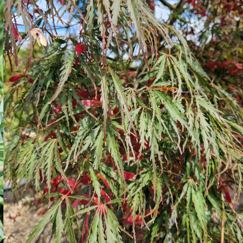 Erable du Japon dissectum Tamukeyama - SILENCE, ça pousse !, Acer palmatum