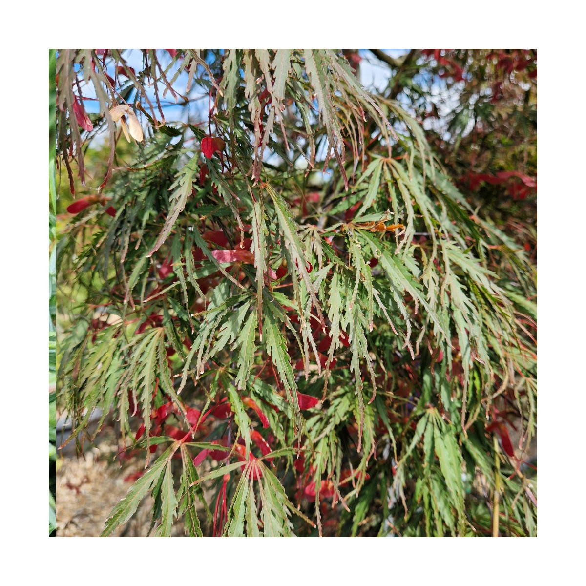 Erable du Japon dissectum Tamukeyama - SILENCE, ça pousse !, Acer palmatum