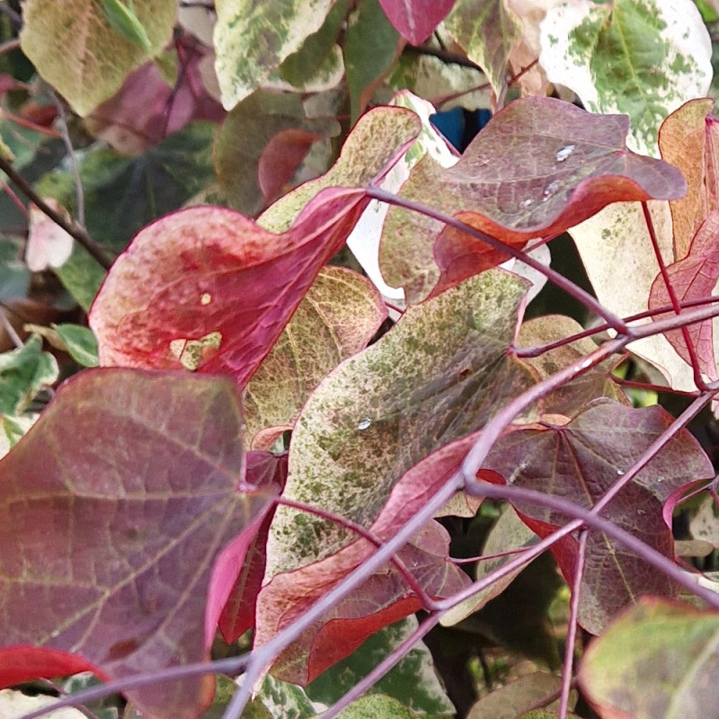 Cercis du Canada Carolina Sweetheart® NCCC1' - SILENCE, ça pousse !, Arbre de Judée, Gainier du Canada