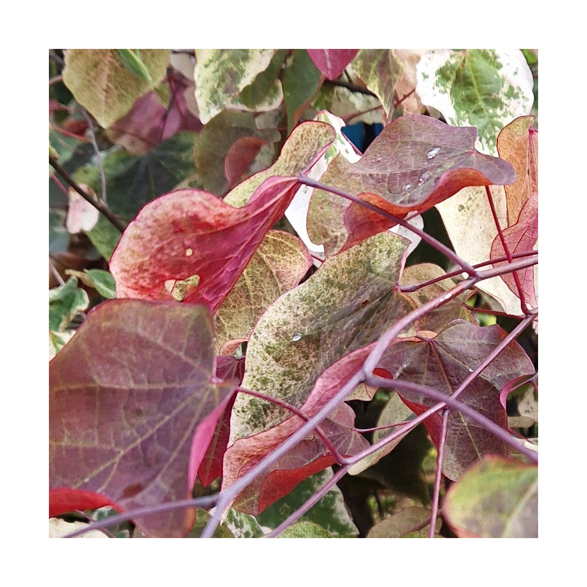 Cercis du Canada Carolina Sweetheart® NCCC1' - SILENCE, ça pousse !, Arbre de Judée, Gainier du Canada Cercis du Canada Carolina Sweetheart® NCCC1' - SILENCE, ça pousse !, Arbre de Judée, Gainier du Canada