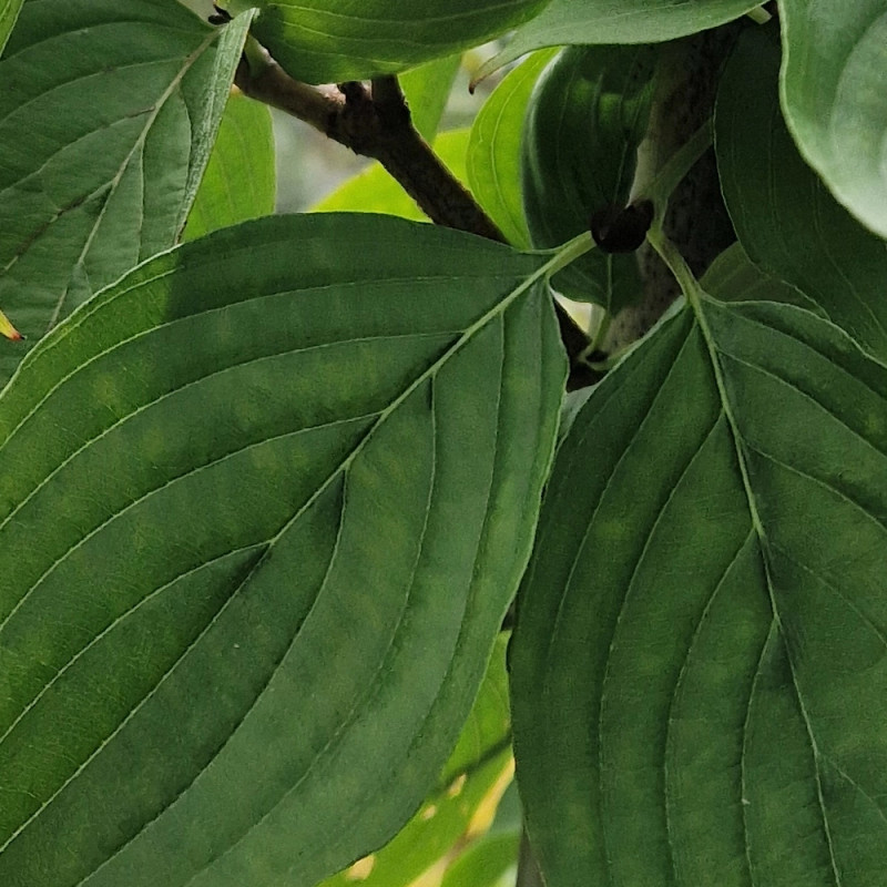 Cornouiller officinal, Cornus