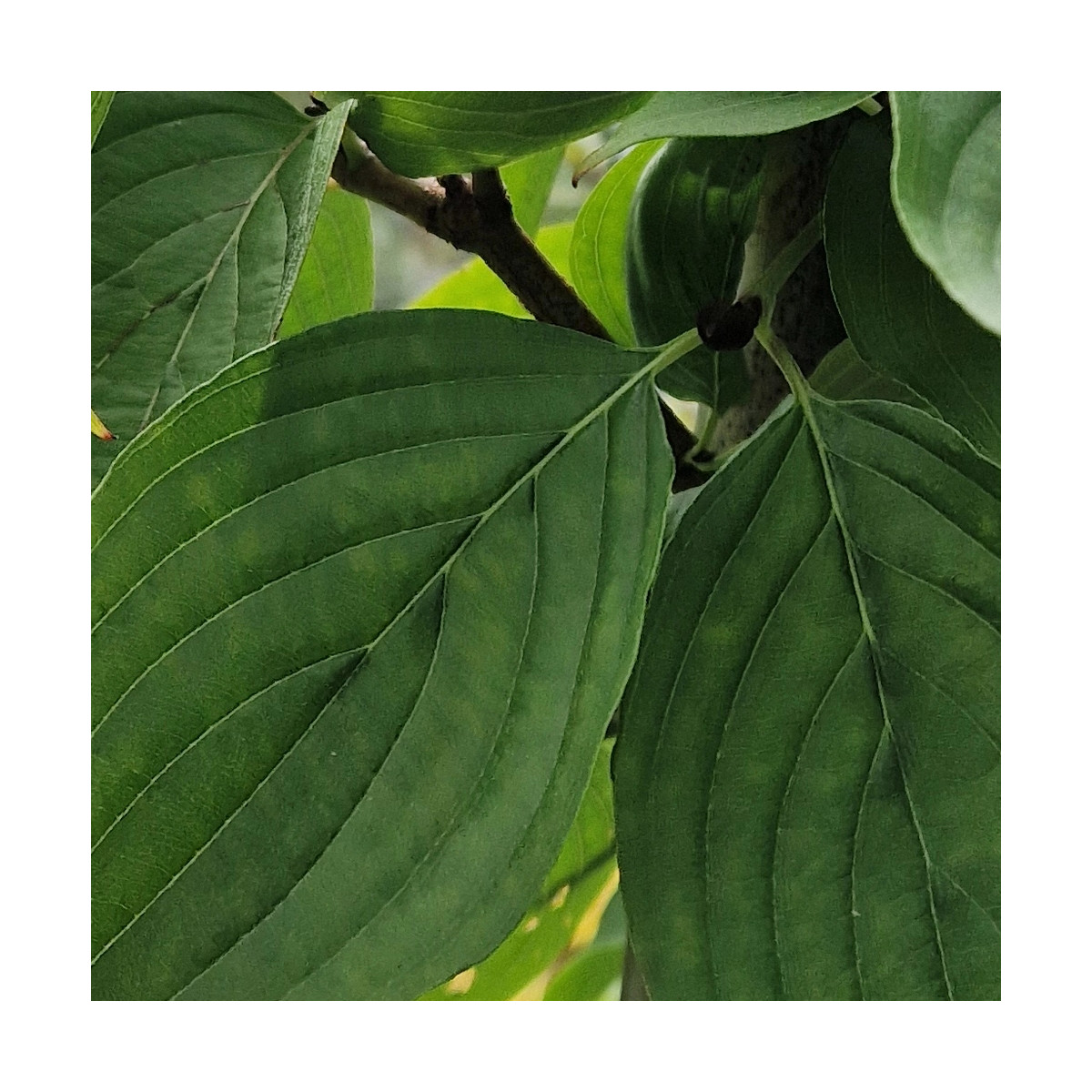 Cornouiller officinal, Cornus