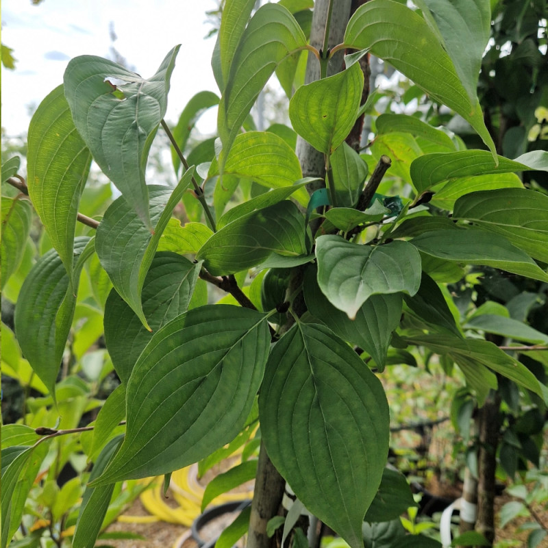 Cornouiller officinal, Cornus