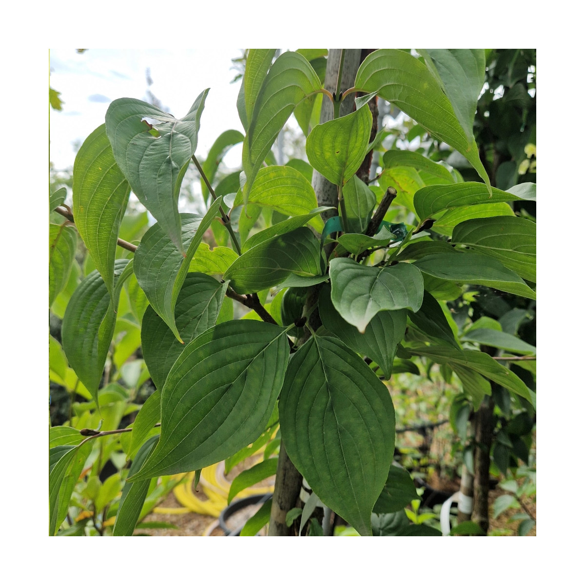 Cornouiller officinal, Cornus
