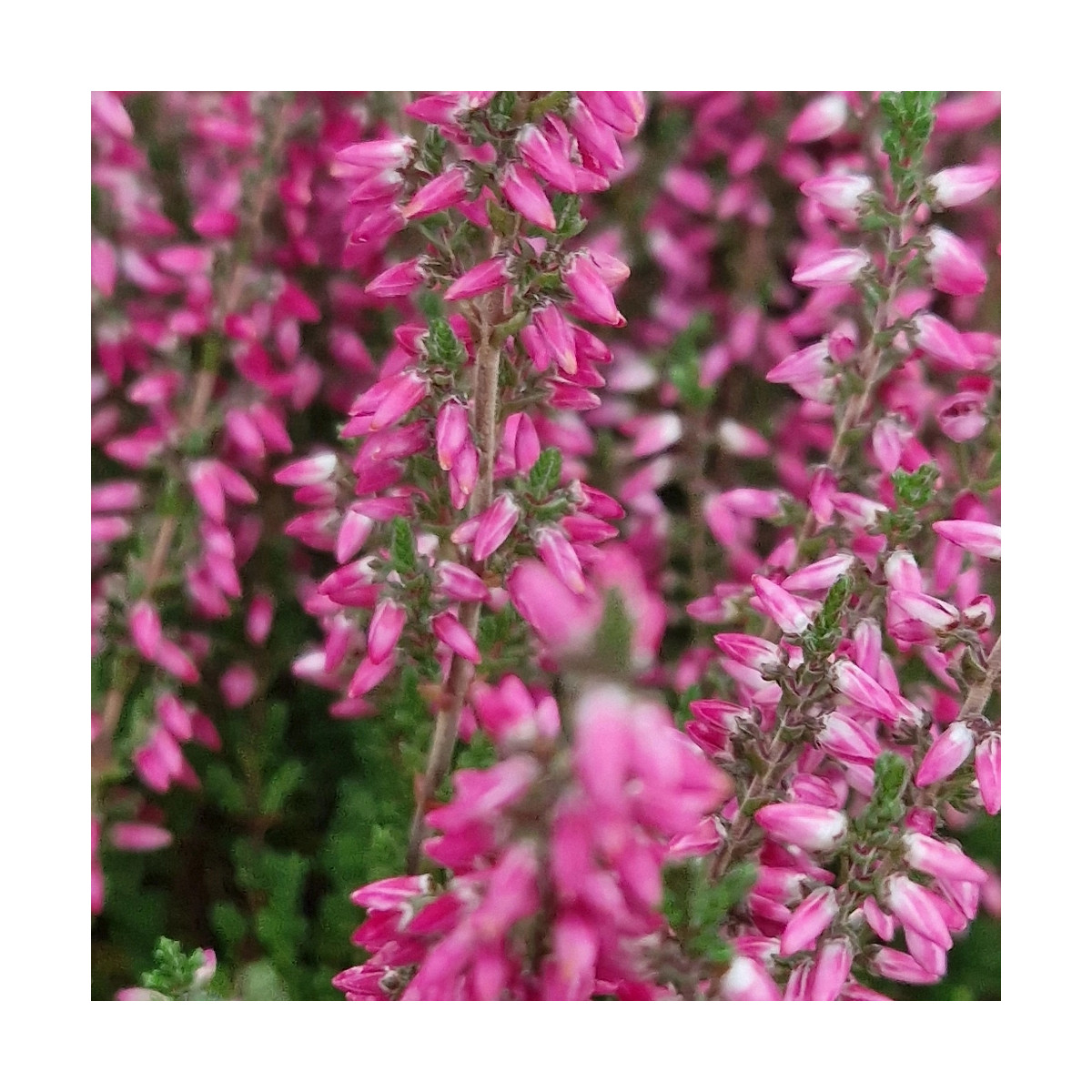 Bruyère d'été - Calluna Darkness - SILENCE, ça pousse !