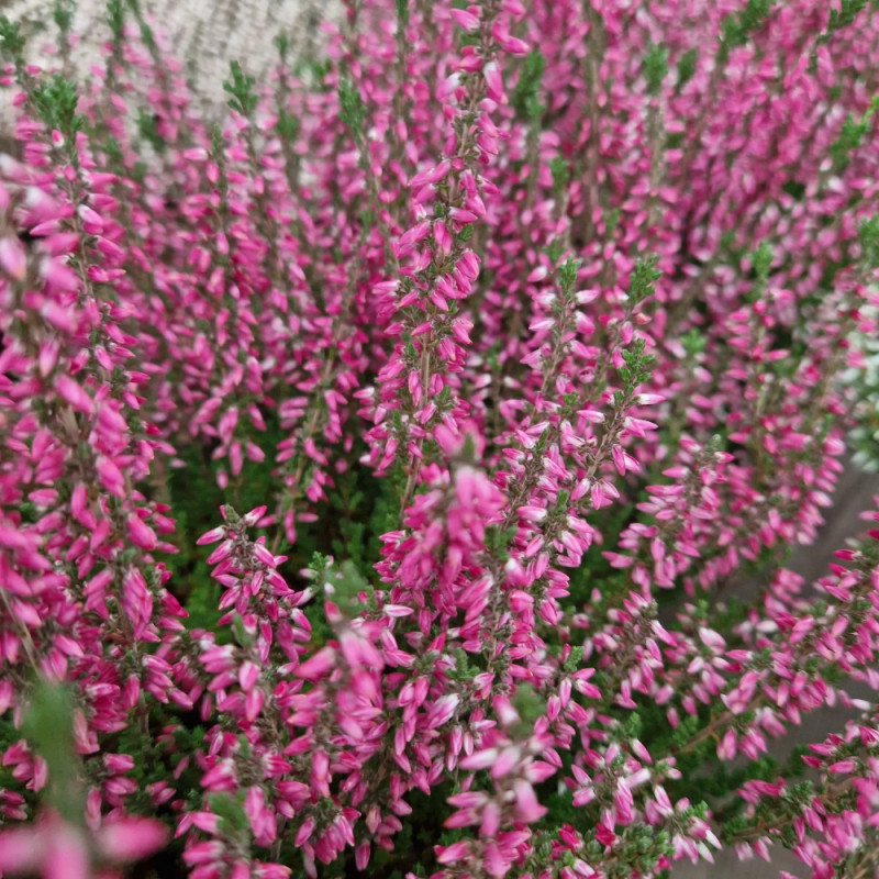 Bruyère d'été Darkness - SILENCE, ça pousse !, Calluna