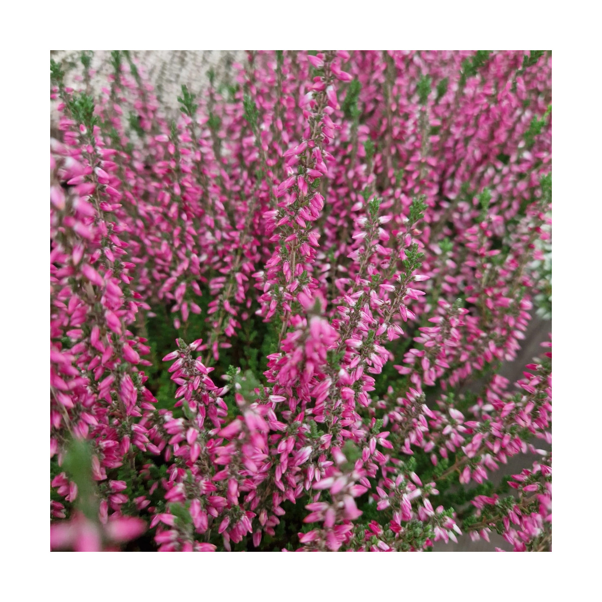 Bruyère d'été - Calluna Darkness - SILENCE, ça pousse !