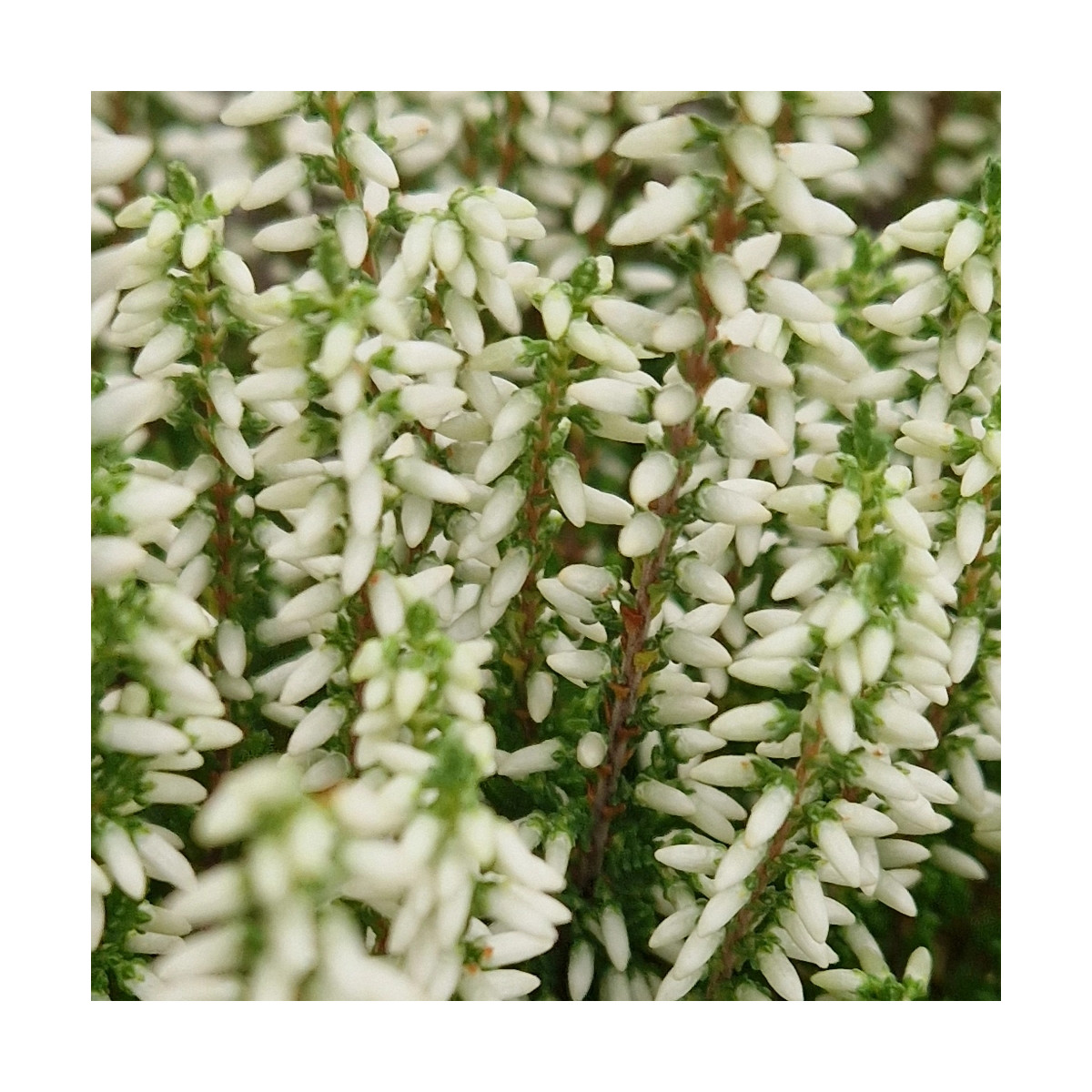 Bruyère d'été - Calluna Melanie - SILENCE, ça pousse ! Bruyère d'été - Calluna Melanie - SILENCE, ça pousse !