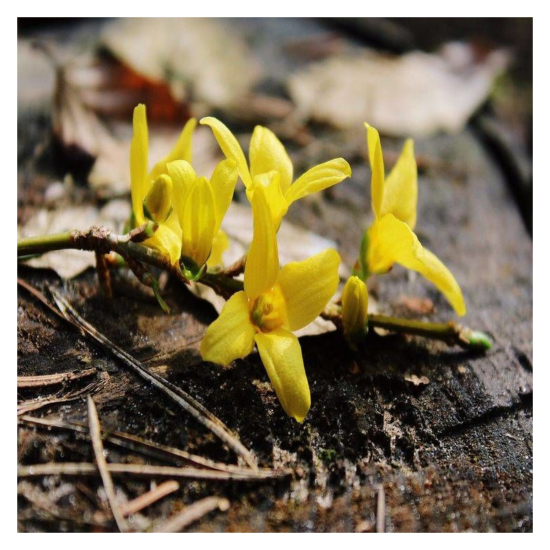 Forsythia Spring Glory, Mimosa de Paris