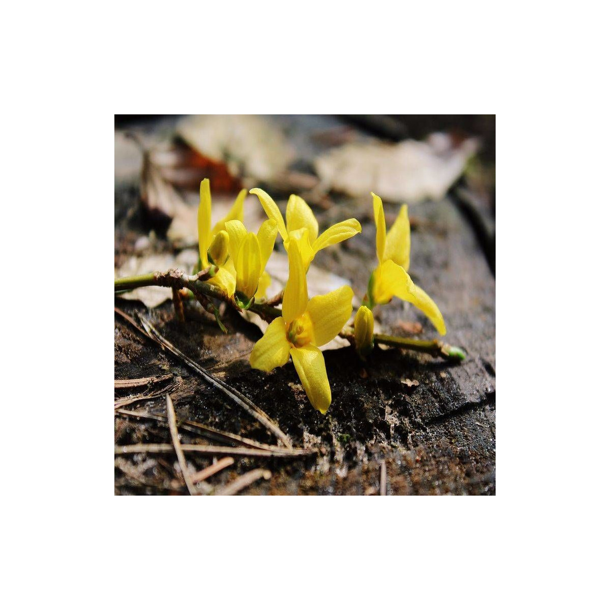 Forsythia Spring Glory, Mimosa de Paris Forsythia Spring Glory, Mimosa de Paris