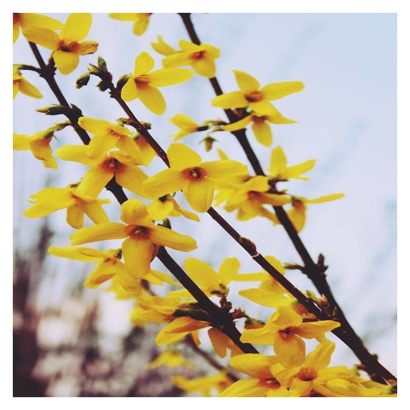 Forsythia Spring Glory, Mimosa de Paris