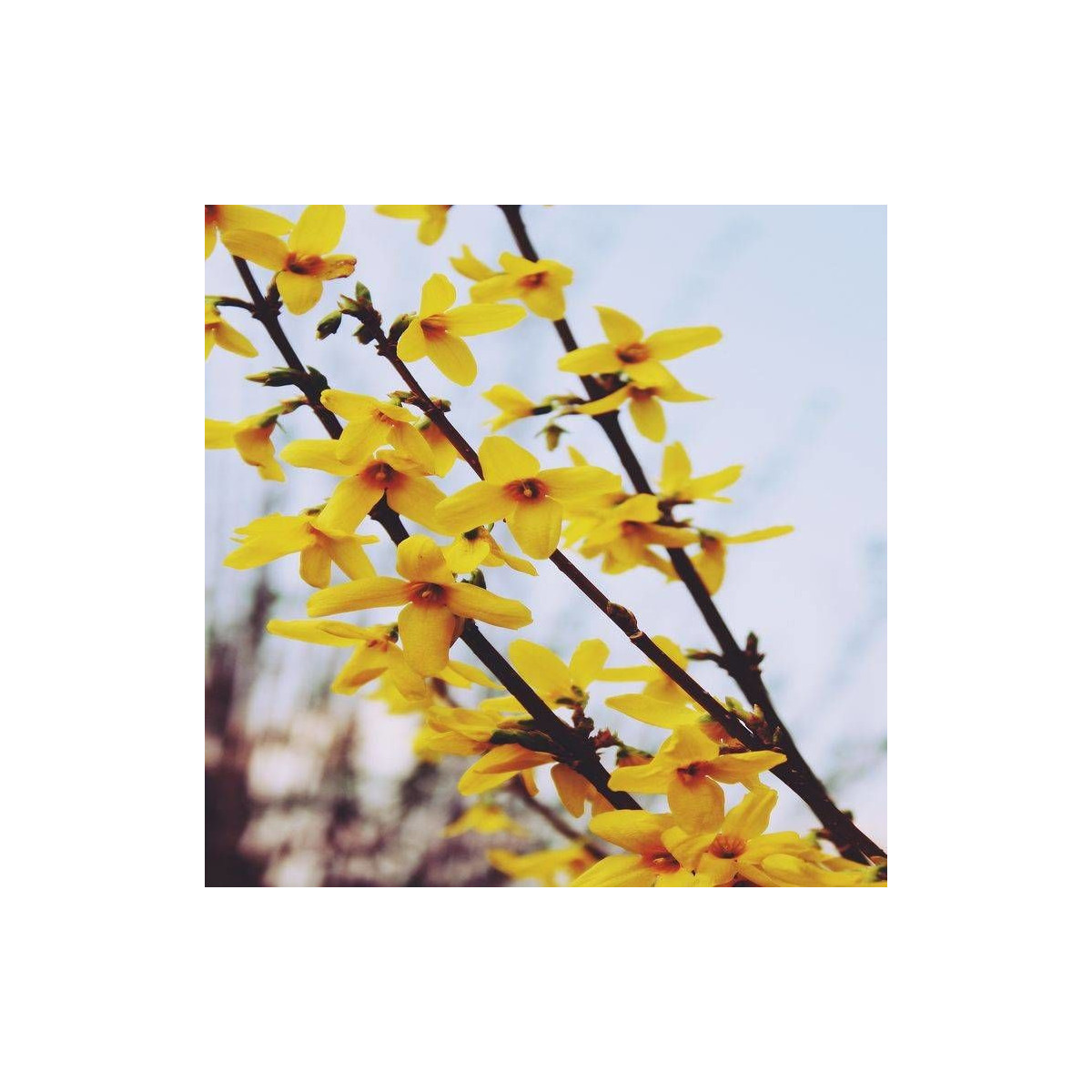 Forsythia Spring Glory, Mimosa de Paris Forsythia Spring Glory, Mimosa de Paris