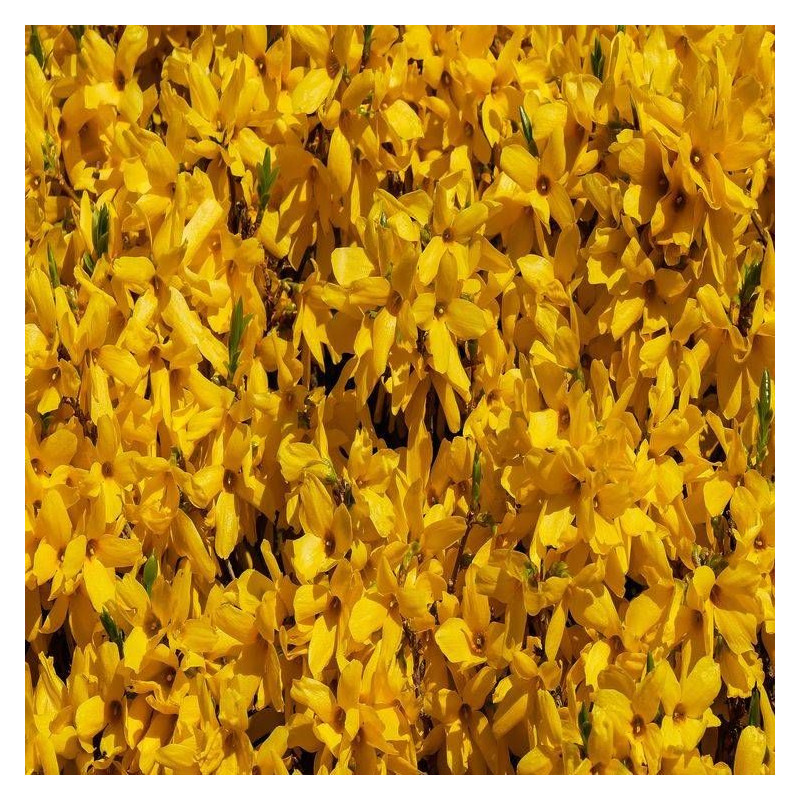 Forsythia Spring Glory, Mimosa de Paris