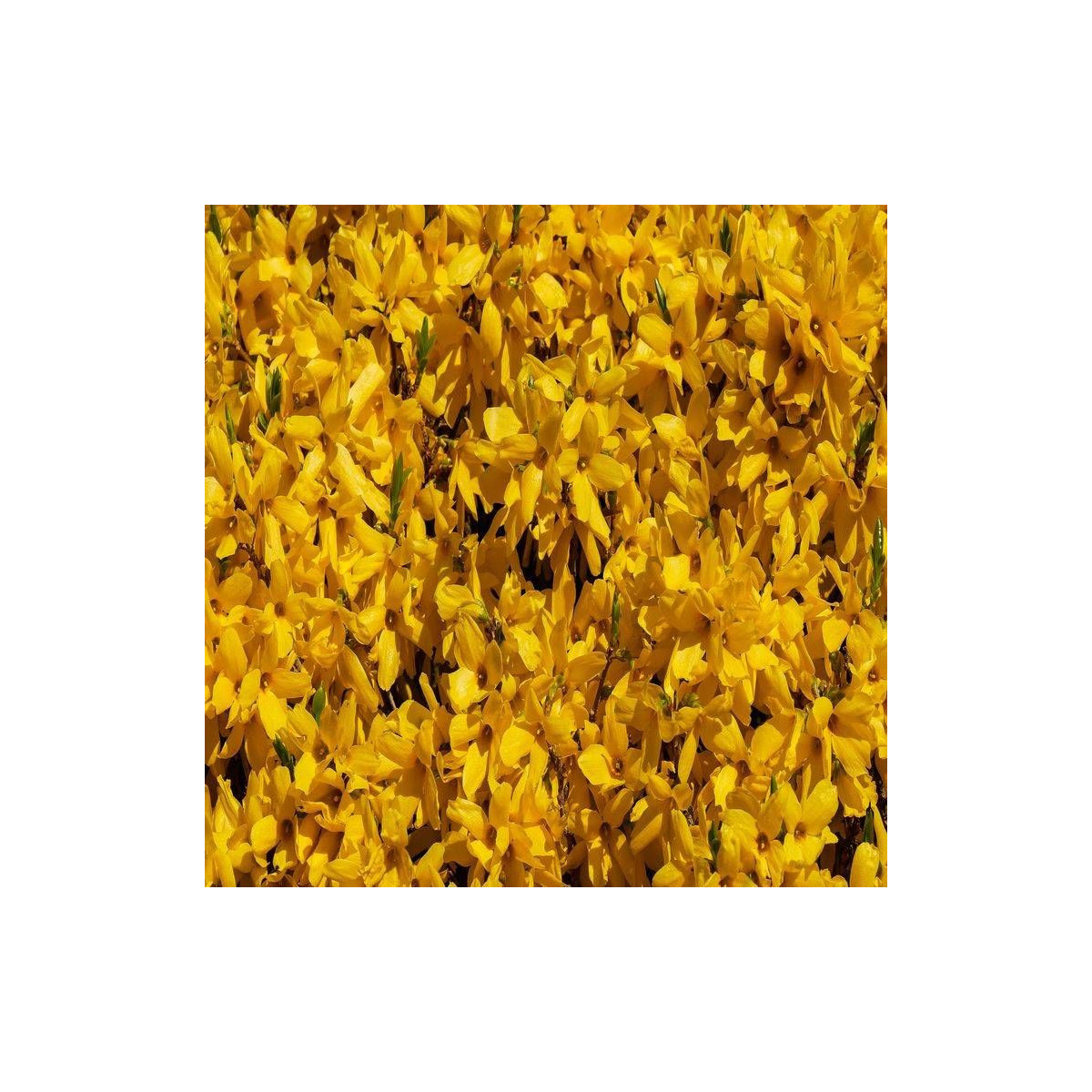 Forsythia Spring Glory, Mimosa de Paris Forsythia Spring Glory, Mimosa de Paris