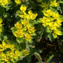 Euphorbe polychroma Purpurea