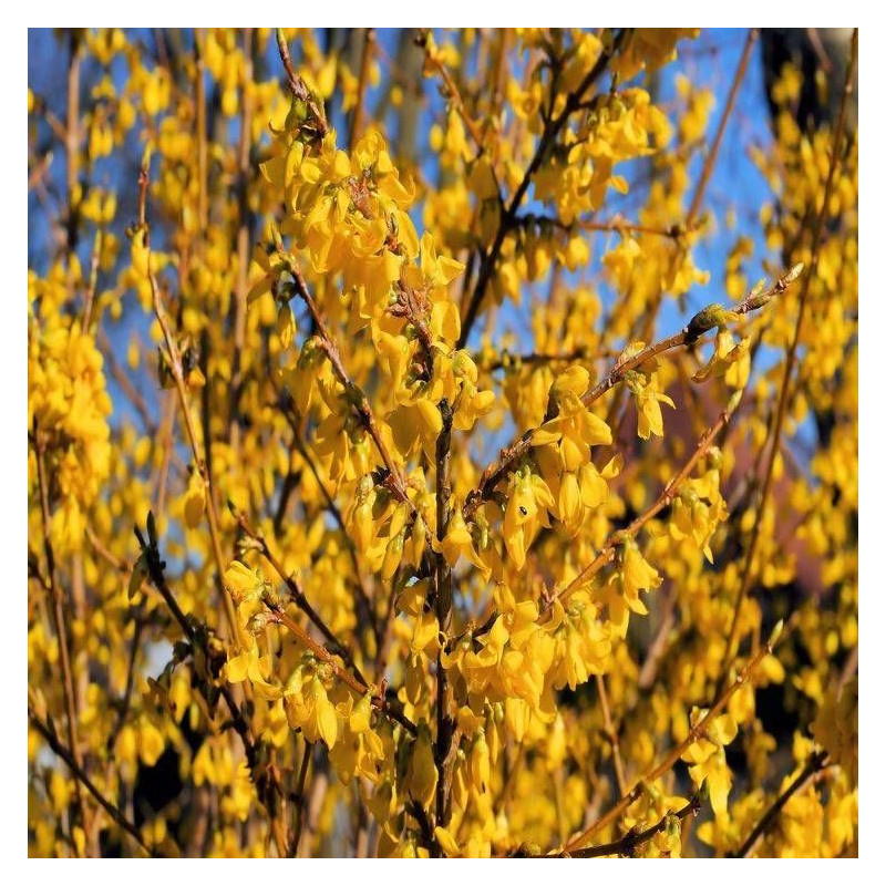Forsythia Spring Glory, Mimosa de Paris