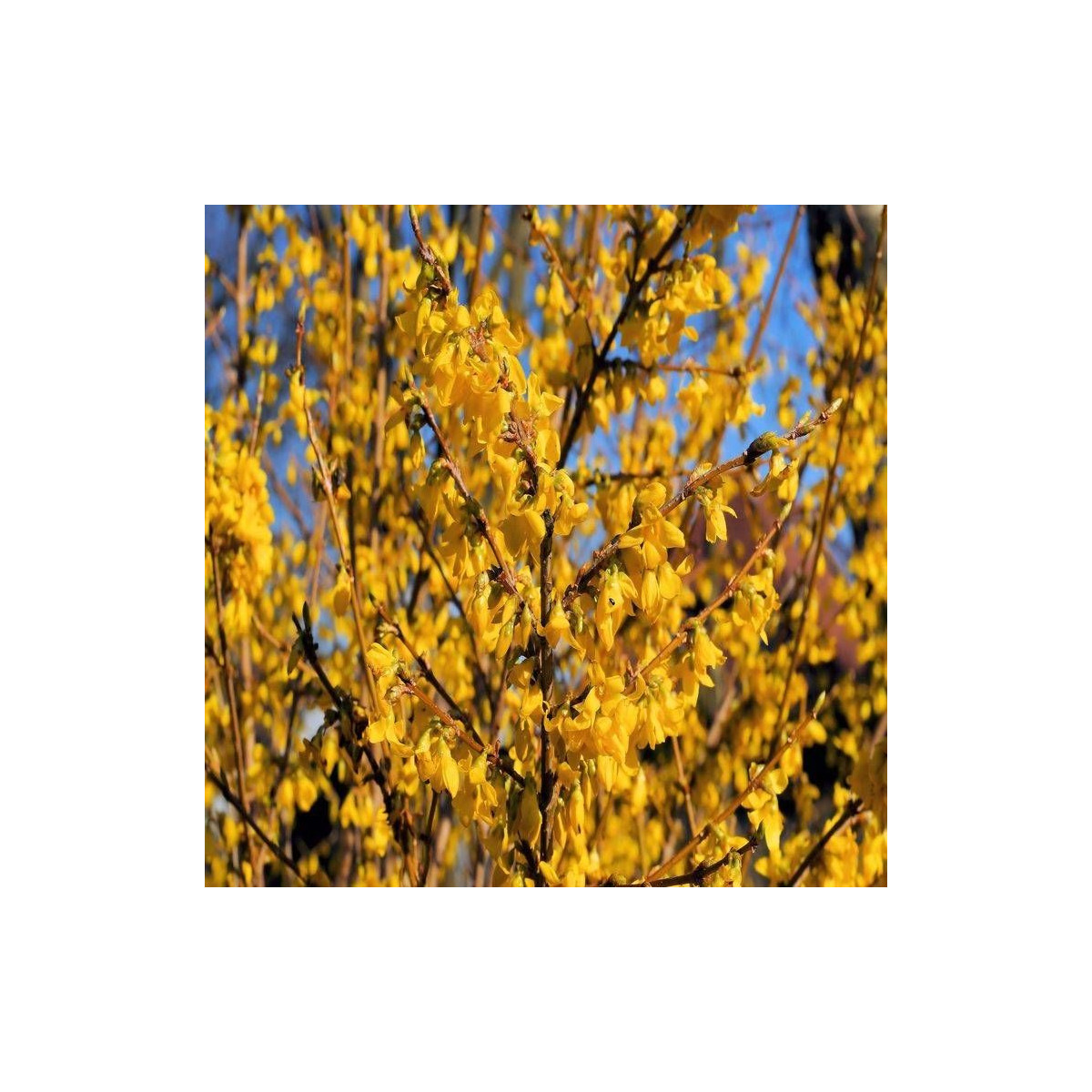 Forsythia Spring Glory, Mimosa de Paris Forsythia Spring Glory, Mimosa de Paris