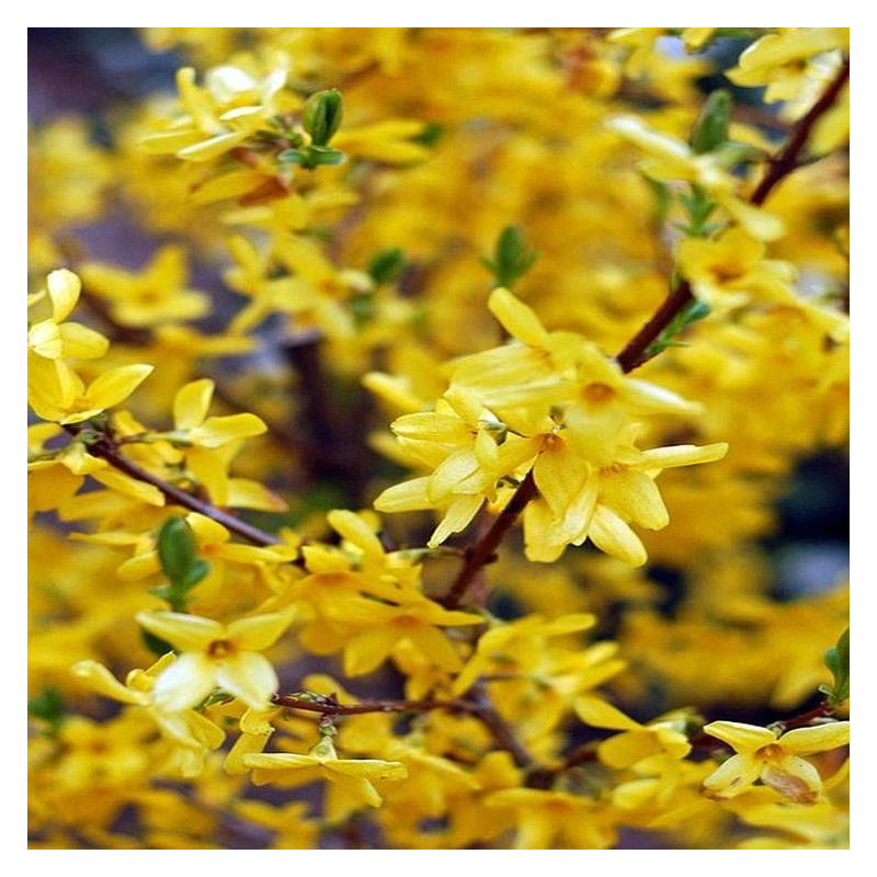 Forsythia Spring Glory, Mimosa de Paris