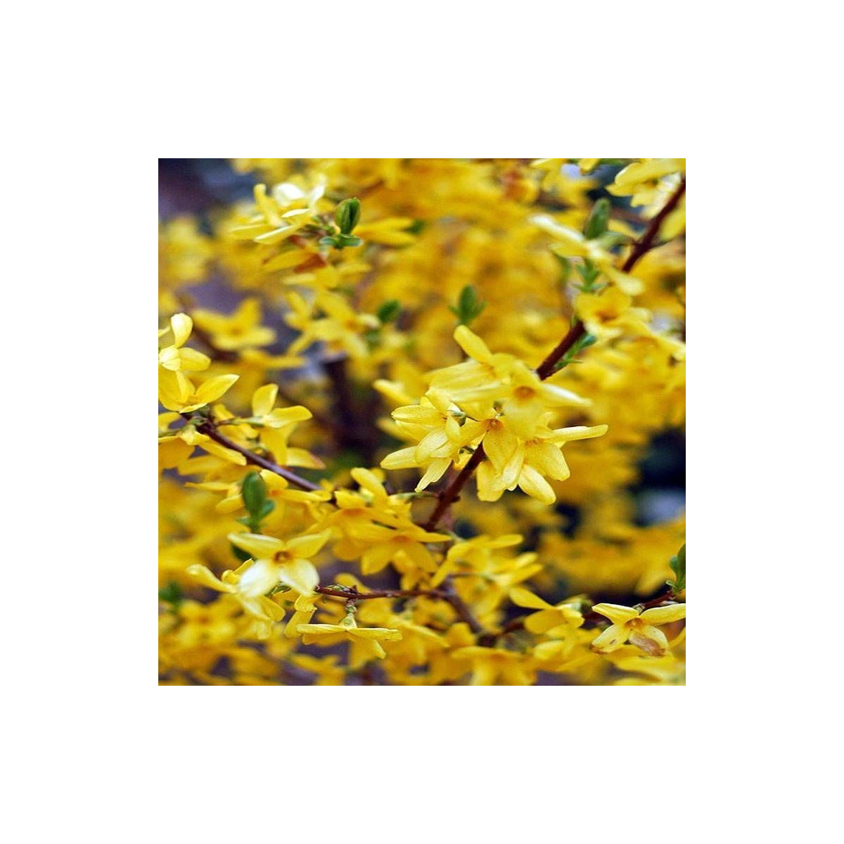 Forsythia Spring Glory, Mimosa de Paris Forsythia Spring Glory, Mimosa de Paris