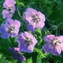 Géranium vivace Havanas Blues®
