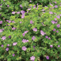 Géranium vivace Blushing Turtle®