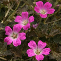 Géranium vivace Orkney Cherry
