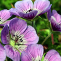 Géranium vivace Sweet Heidy®
