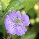 Géranium vivace nodosum