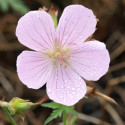 Géranium vivace Kashmir Pink