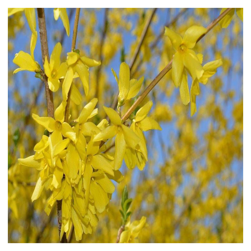 Forsythia Spring Glory, Mimosa de Paris
