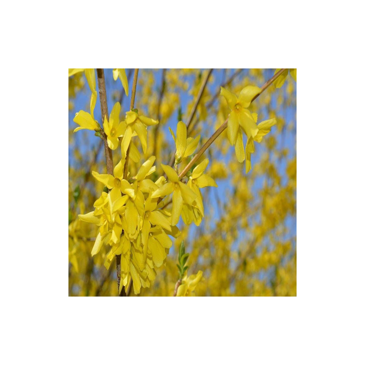 Forsythia Spring Glory, Mimosa de Paris Forsythia Spring Glory, Mimosa de Paris
