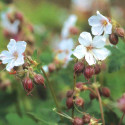 Géranium vivace Spessart