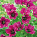 Géranium vivace Purple Pillow®