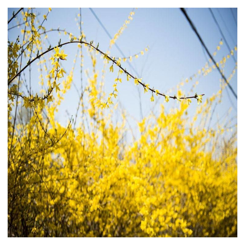 Forsythia Spring Glory, Mimosa de Paris