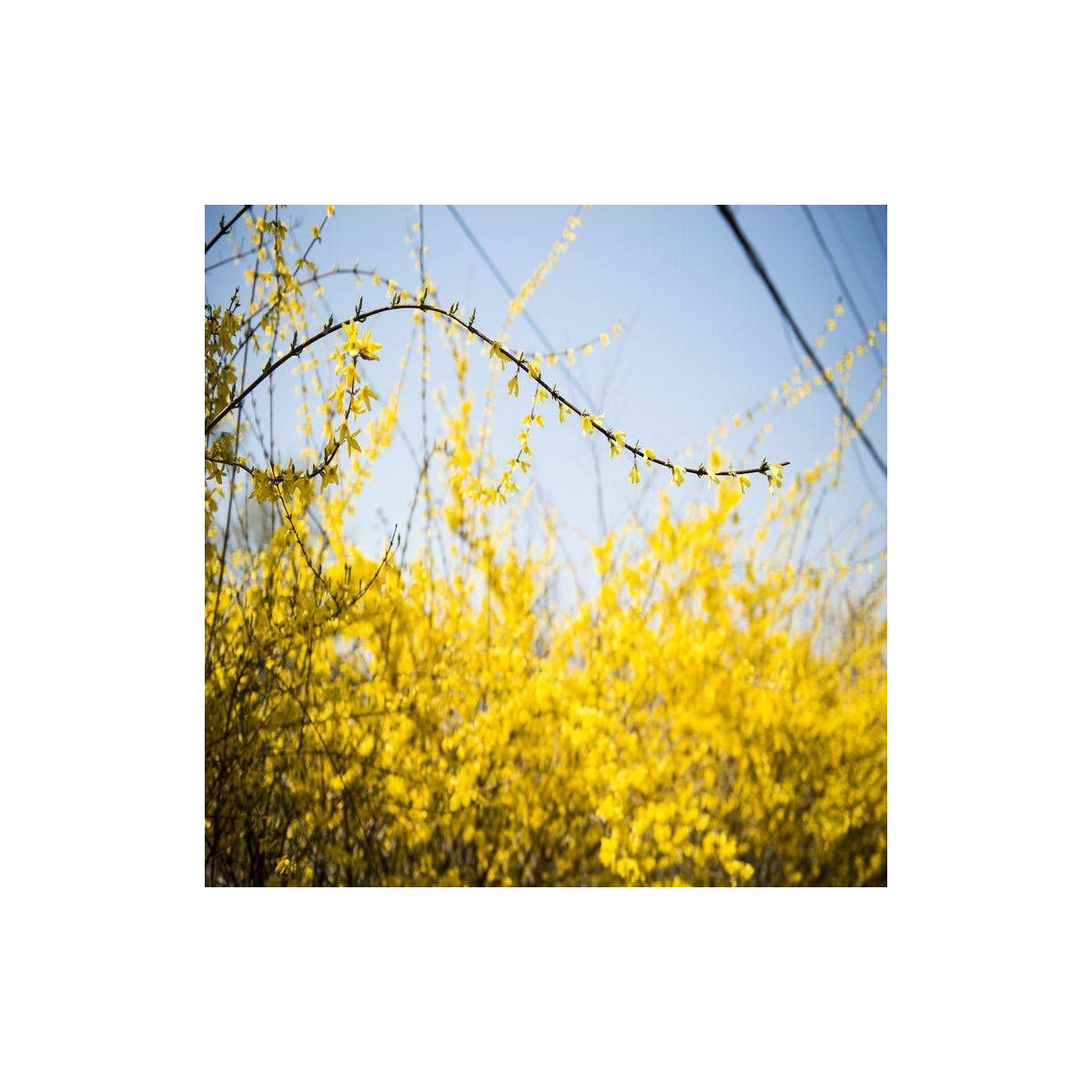 Forsythia Spring Glory, Mimosa de Paris Forsythia Spring Glory, Mimosa de Paris