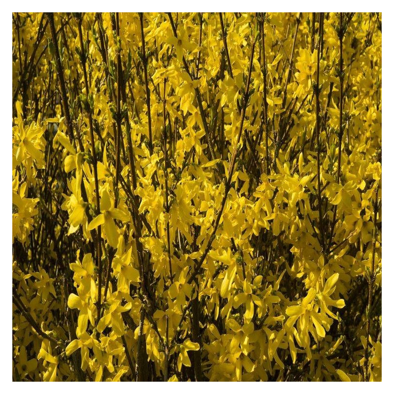 Forsythia Fiesta, Mimosa de Paris