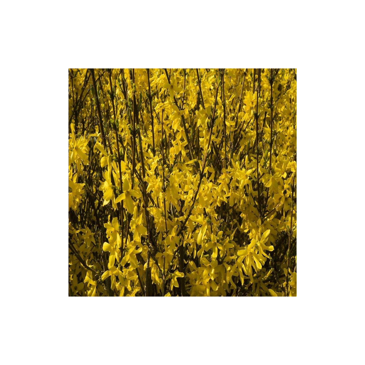 Forsythia Fiesta, Mimosa de Paris