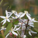 Clématite armandii Little White Charm