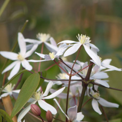Clématite armandii Little White Charm