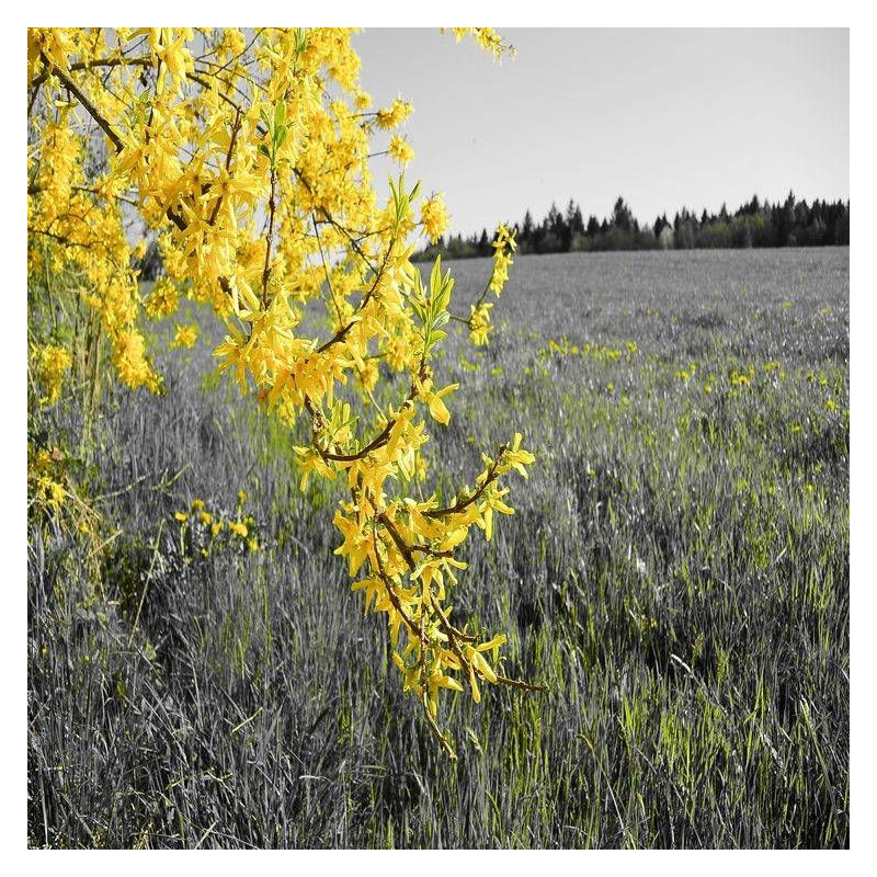 Forsythia Fiesta, Mimosa de Paris