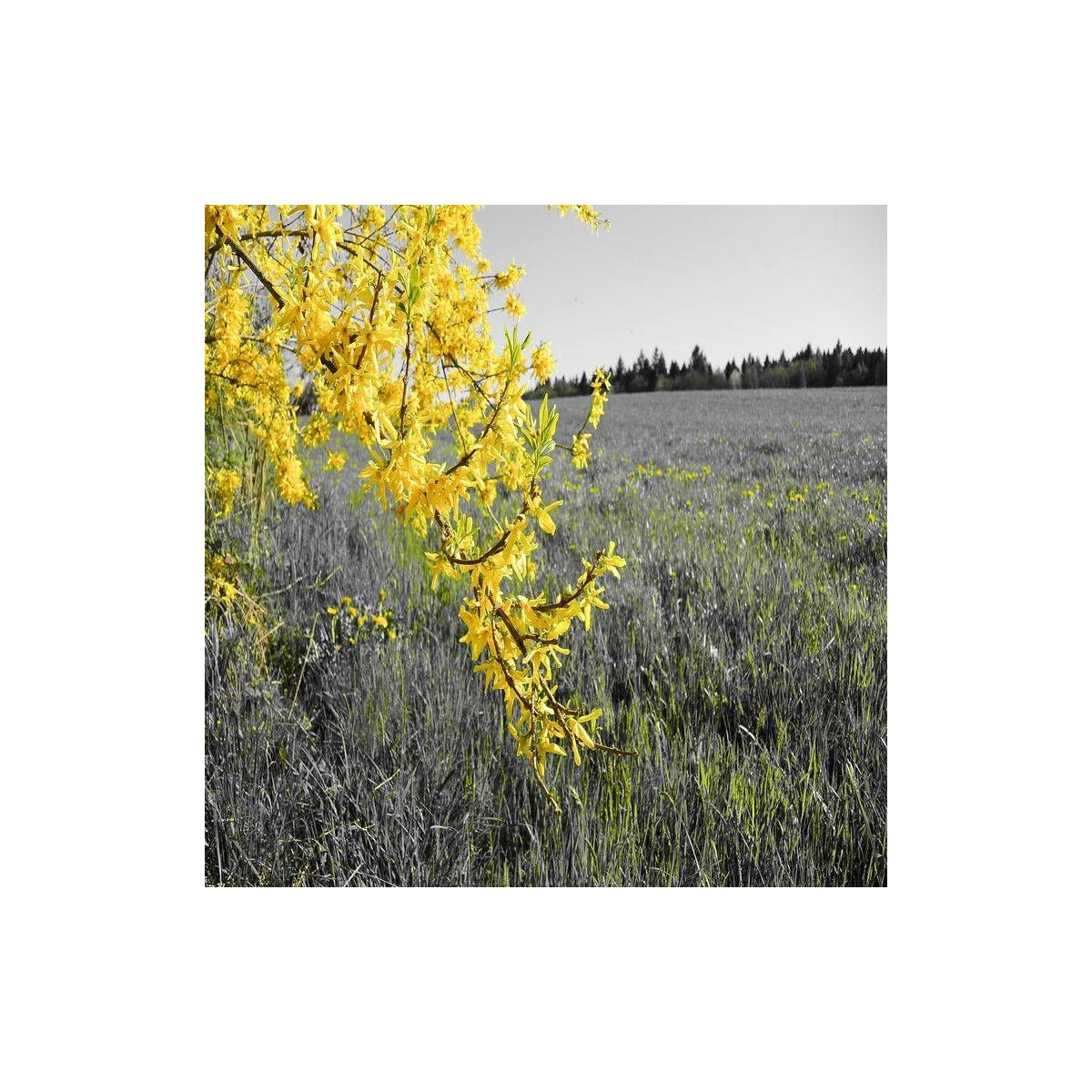Forsythia Fiesta, Mimosa de Paris