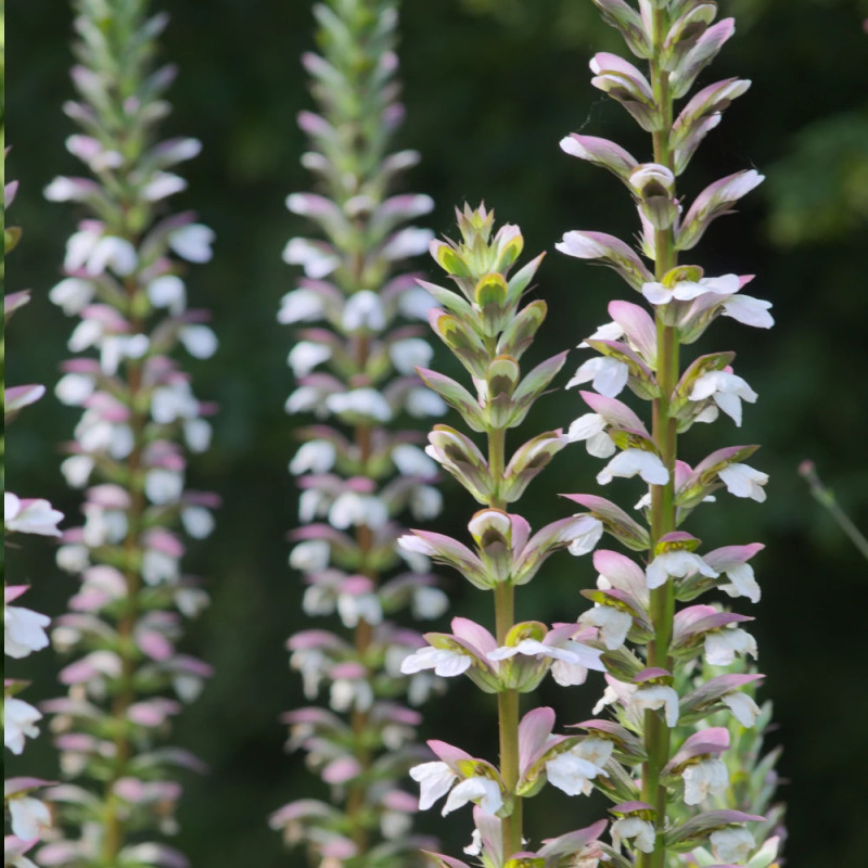 Acanthe molle, Acanthus