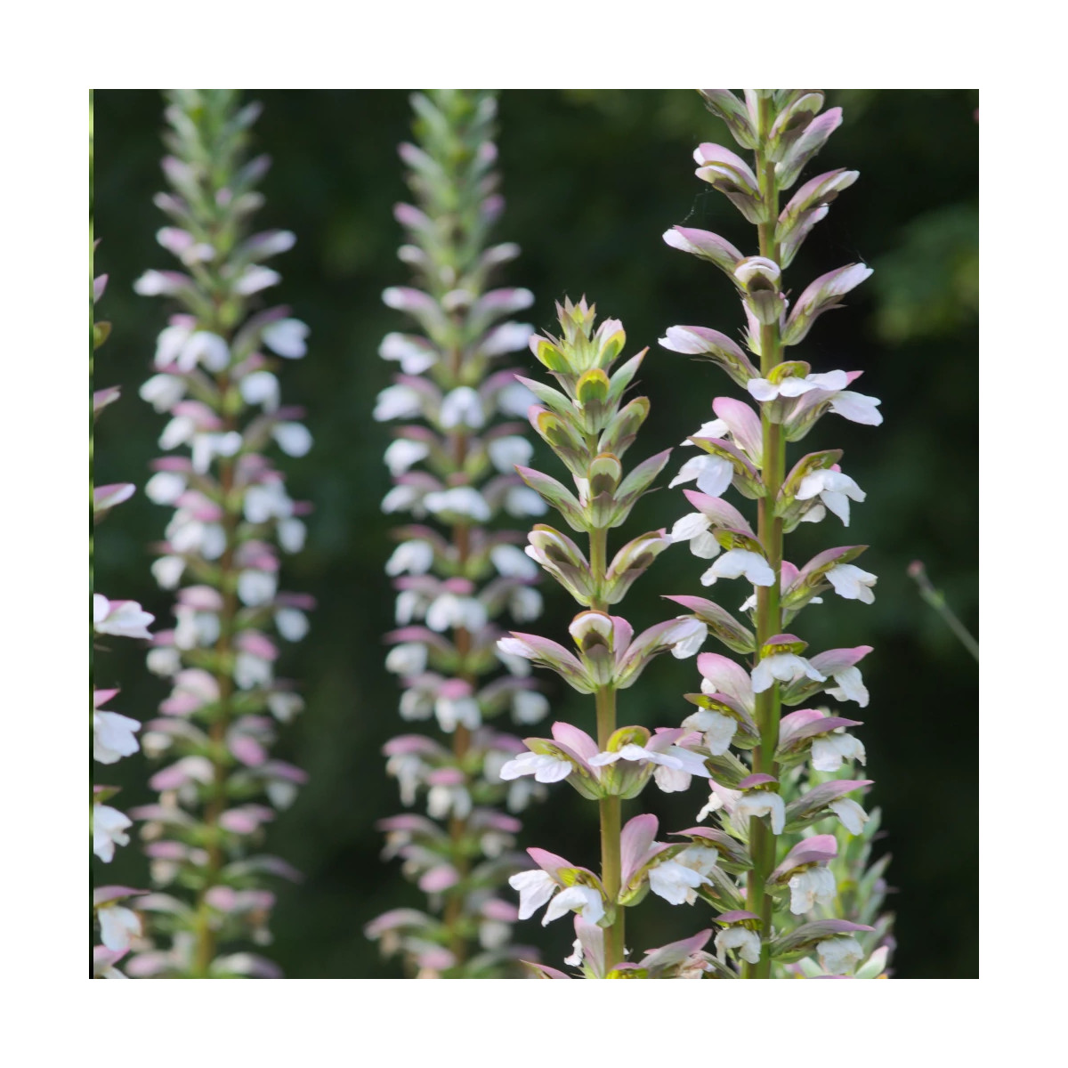 Acanthe molle, Acanthus Acanthe molle, Acanthus
