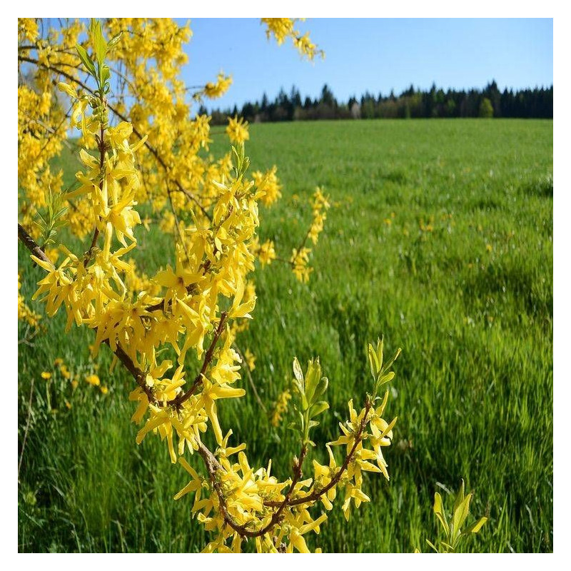 Forsythia Fiesta, Mimosa de Paris