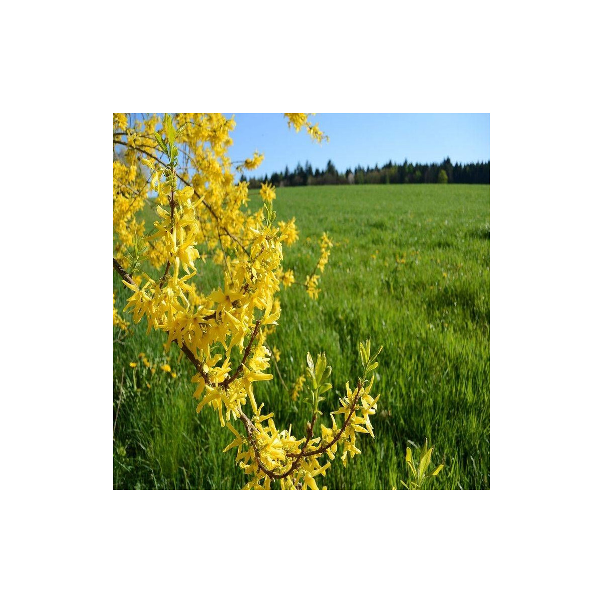 Forsythia Fiesta, Mimosa de Paris